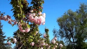 Мариупольская Сакура / Mariupol Sakura