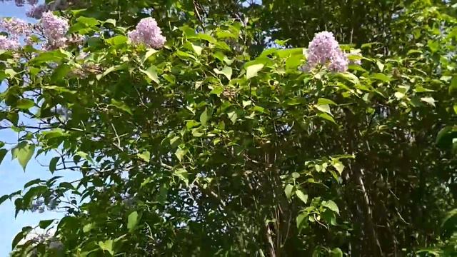 Сирень и пчелы. смотреть онлайн