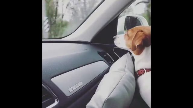 Автокресло для собак смотреть онлайн