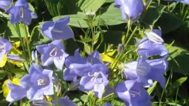 Blue flowers Синие цветы северного сада