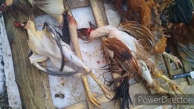 Самодельная ПЕРОСЪЕМНАЯ машина. ПЕТУХИ РАЗДОРА! смотреть онлайн