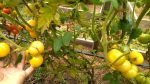 Лучшие сорта томатов для консервирования.