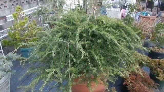 cedrus deodara prostrate смотреть онлайн