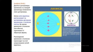 ?  Митоз. Мейоз. ЕГЭ, ОГЭ, ВПР.