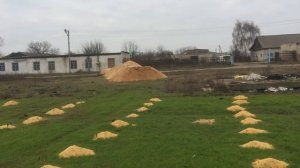 Ежевика. Мульчирование сосновыми опилками.