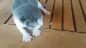 Котенок плачет