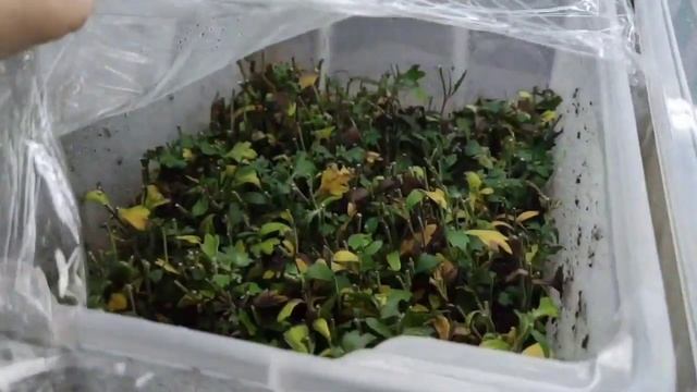 Осеннее черенкование хризантем. Часть 1 смотреть онлайн