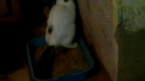 Кот какает в лоток.