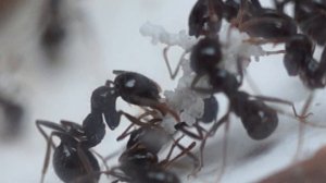 Мукомольный. Messor barbarus