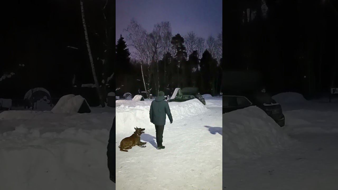 АТТЕСТАЦИИ ПРИКЛАДНЫХ СОБАК,АПС2,ХЕРДЕР
