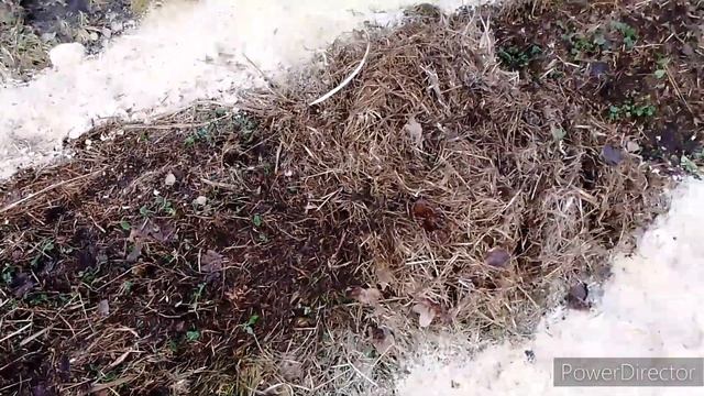 Баба сеяла горох? смотреть онлайн