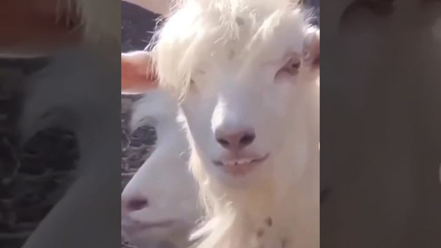 The white goat, #goat,#white,#animals смотреть онлайн