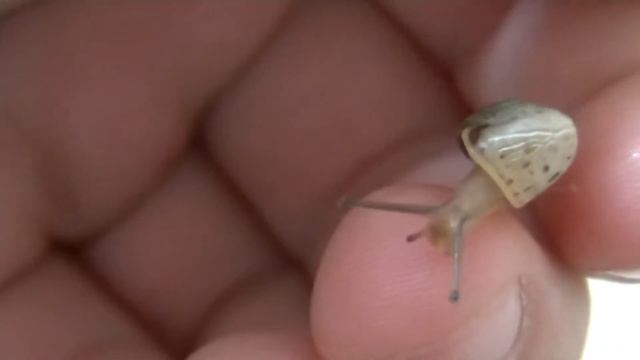 Мое новое домашнее животное | Улитка смотреть онлайн