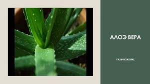 #Алоэ - размножение, пересадка, обрезка.