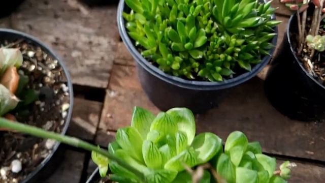 ÁLBUM DE VENDAS 29 do SUCULITÓRIO - Suculentas смотреть онлайн