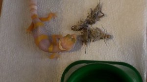 чем кормить эублефара.