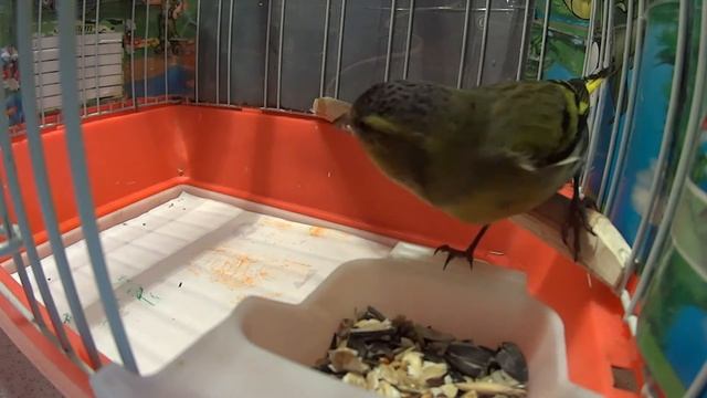 Полезные мелочи и советы при ловле, содержании певчих птиц №7 - Семечка для птиц смотреть онлайн