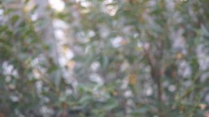 Тест объектива Carl Zeiss Jena Sonnar 135 mm f 3.5: Sonnar, как он есть | молчаливый обзор