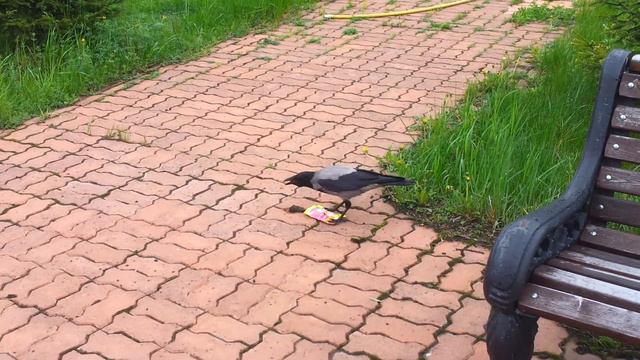 Ворона хулиганка смотреть онлайн