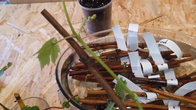 Укоренение черенков винограда 05.02.2023
