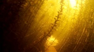 ВОТ ЭТО КАДРЫ, КАРАСИ НА ВАЛЕРЬЯНКУ! ВАЛЕРЬЯНКА В ЧИСТОМ ВИДЕ! РЕАКЦИЯ РЫБЫ ПОДВОДНОЕ ВИДЕО!