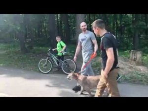 Стрим с олимпийской аллеи