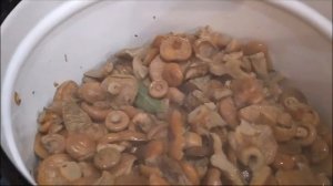 ЗАСОЛКА грибов на зиму! ГОРЯЧИЙ способ! РЫЖИКИ! Проверенный рецепт. Делаю так 30 лет!