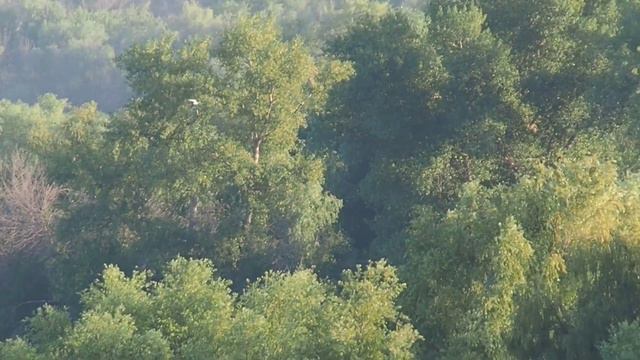 Водоплавающие птицы на реке Ахтубе.