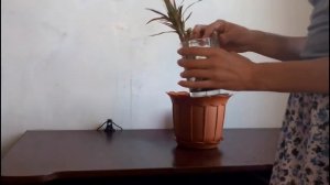 Драцена после обрезки  ❀ 1 неделя 5 дней  ❀  пробиваются почки