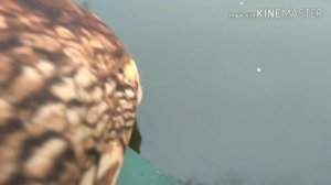 Deps Balisong Minnow Longbill 130SF

и MEGABASS X-140 в январе