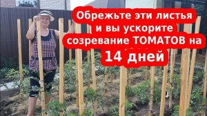 Листья томатов: как обрезать, формировать помидоры, ускорить созревание