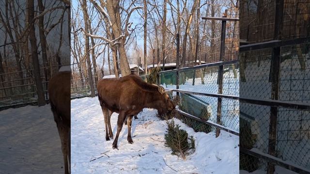 15 января  - День лосей.