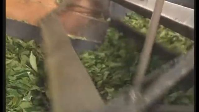 Как выращивают чай. Как делают чай смотреть онлайн