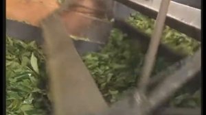 Как выращивают чай.  Как делают чай