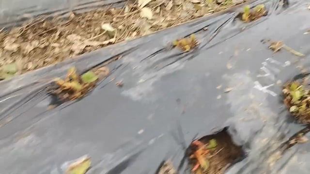 что нужно сделать с клубникой земляникой после зимы Сибирь Байкальск первая обработка смотреть онлайн