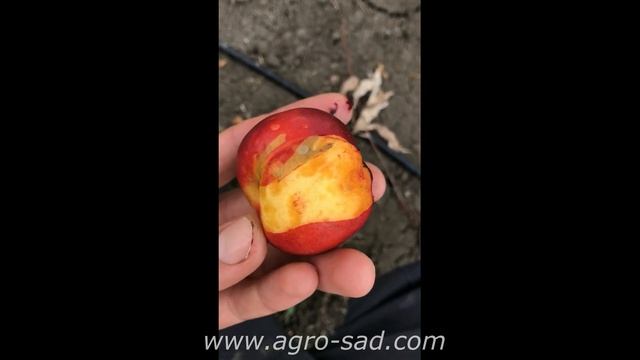 Нектарин Эрли Девил - самый ранний нектарин - Агро Сад 2023 смотреть онлайн