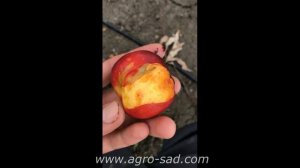 Нектарин Эрли Девил - самый ранний нектарин - Агро Сад 2023