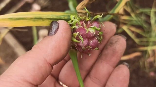 УБОРКА ЧЕСНОКА 2021/ВНУК В ГОСТЯХ/ДАЧНЫЕ ДЕЛА 21#256 смотреть онлайн