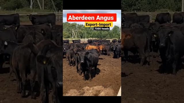 Export-Import livestock Aberdeen Angus #aberdeenangus #angus #aberdeen #cow #cattle #fermer #farmin