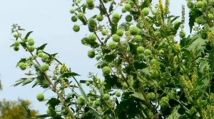 Донник жёлтый -Melilotus и Крапива шариконосная- Urtica piulifera!!!Кирьят-Ям.Израль.