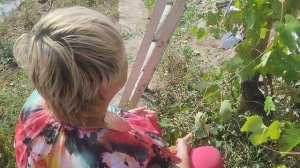 Анапа.25.08.2024. Домик в деревне. Я с Галиной собираем урожай винограда.