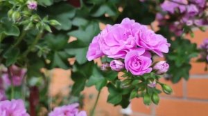 Герань редкого сиреневого цвета