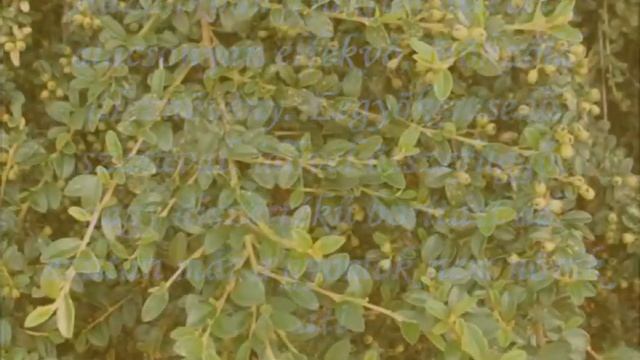 Coral Beauty kúszómadárbirs (Cotoneaster dammeri 'Coral Beauty') - videó képekben смотреть онлайн