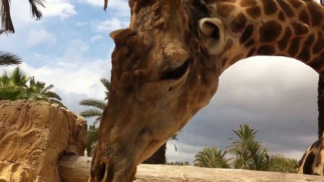 Кормление жирафа в зоопарке Сафари-Эльче Испания смотреть онлайн
