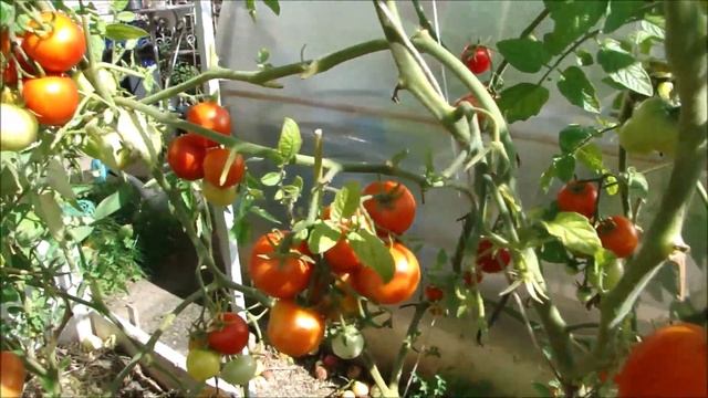 Так и не дождалась белого перца, красного баклажана и Рапунцель! смотреть онлайн