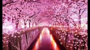 Футаж Розовая сакура Япония