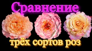 Сравнение трёх сортов роз_  Августа  Луиза, Акварель, Ла Вилла Котта.