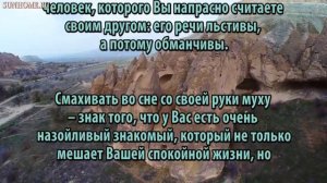 К чему снится Муха сонник, толкование сна