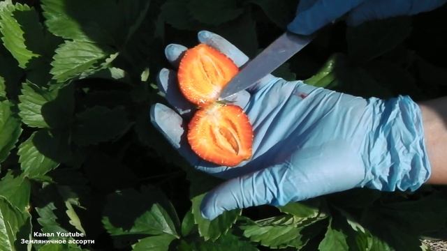 ЗЕМЛЯНИКА ФЕСТИВАЛЬНАЯ , ВИДЕООБЗОР , ДЕГУСТАЦИЯ КЛУБНИКИ ФЕСТИВАЛЬНАЯ смотреть онлайн