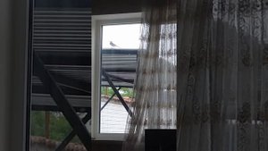Трясогузка бьется в окно